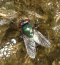 Neomyia cornicina